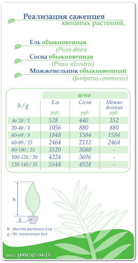 Можжевельник. Ель. Сосна. Саженцы. Питомник растений "Evergreens". Стоимость посадочного материала. Живая изгородь.